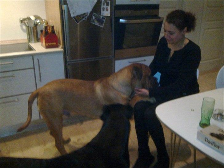 Bullmastiff Basse billede 9