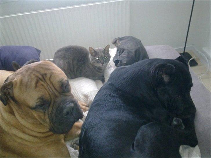 Bullmastiff Basse billede 10