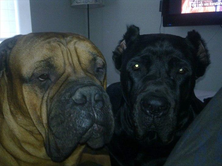 Bullmastiff Basse billede 11