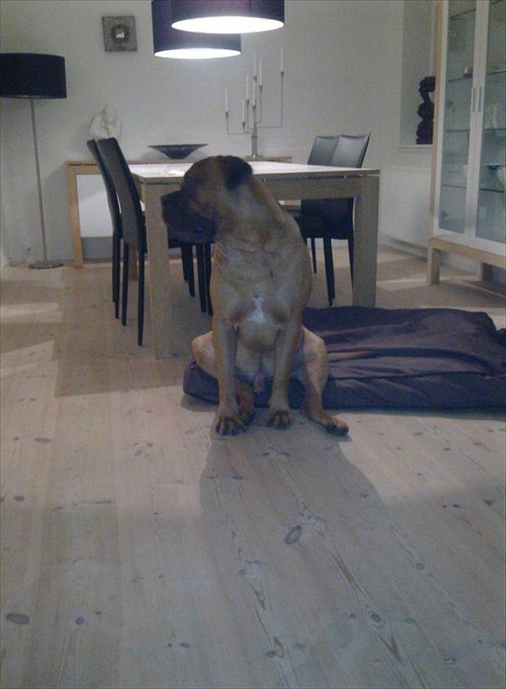 Bullmastiff Basse billede 12