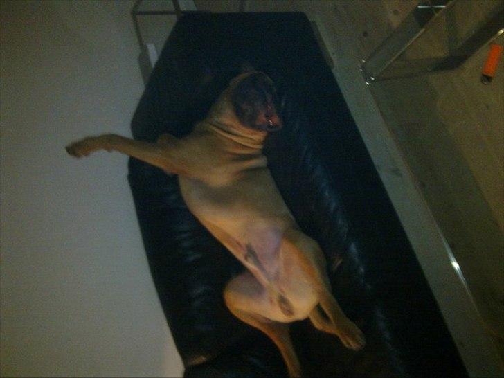 Bullmastiff Basse billede 13
