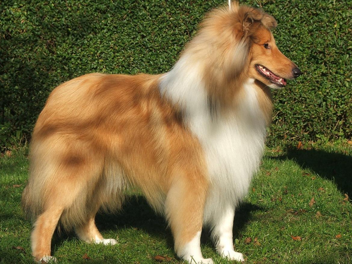 Collie langhåret Tvingsfields Kiss Me Now (Aiko) - Aiko (Tvingsfields Kiss Me Now) da han er kommet hjem fra hundeudstillingen i Aars d.16/10 2011. Aiko er nu 11 mdr. billede 8