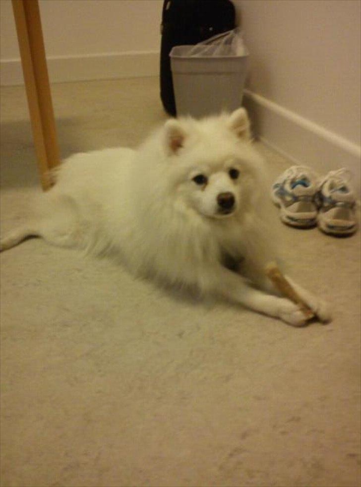 Japansk spids Malthe billede 16