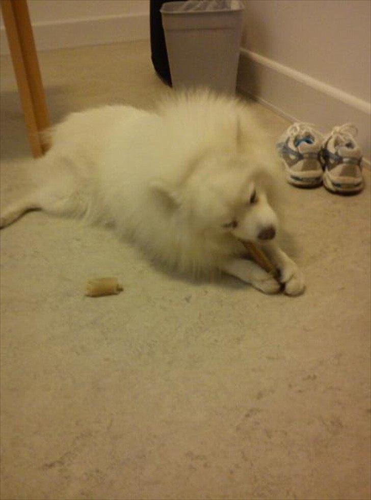 Japansk spids Malthe billede 17