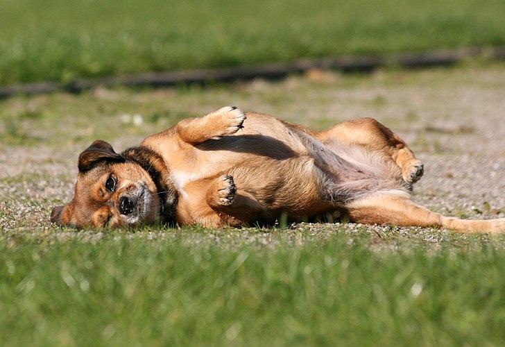 Blanding af racer Lilly - Lilly væltede :P 
*16/10-11* billede 32