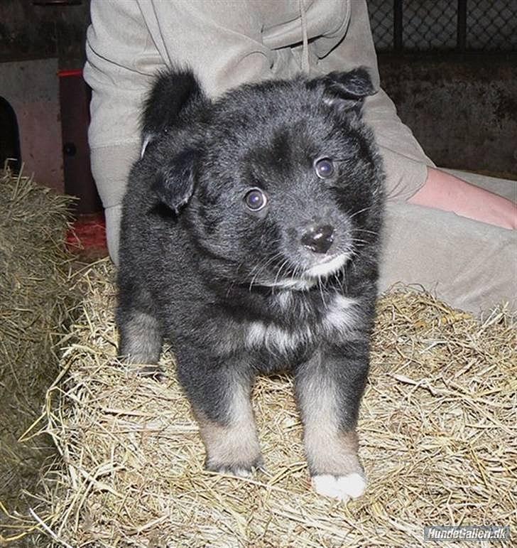 Islandsk fårehund Godrumgaards Skessa billede 9