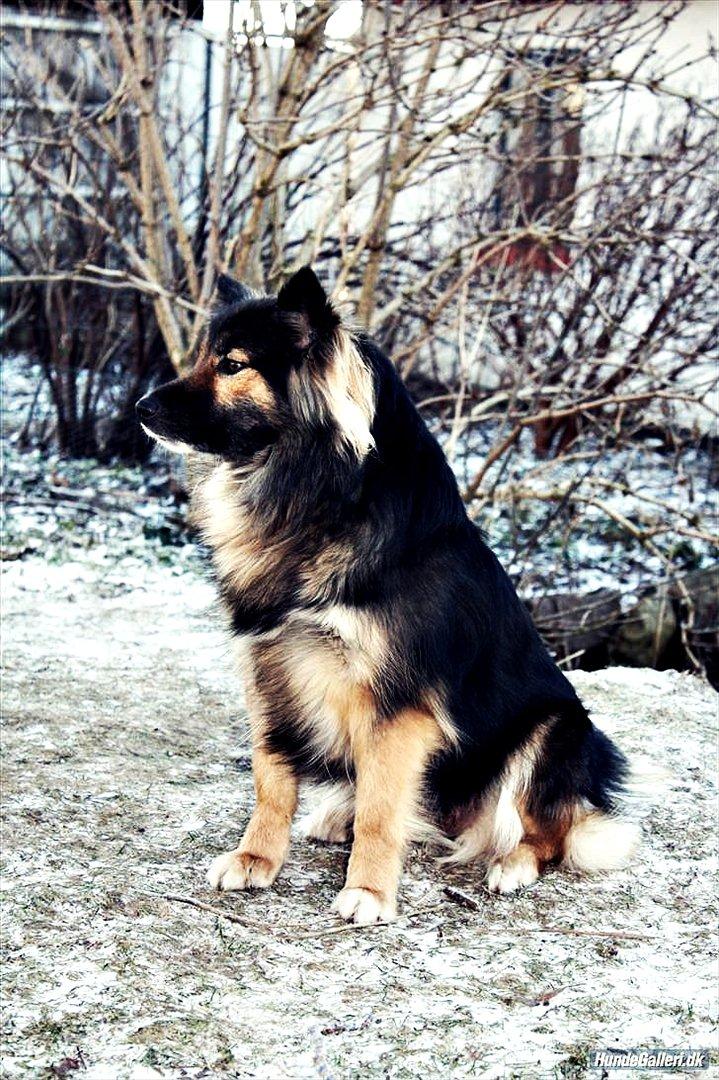 Islandsk fårehund Godrumgaards Skessa billede 10