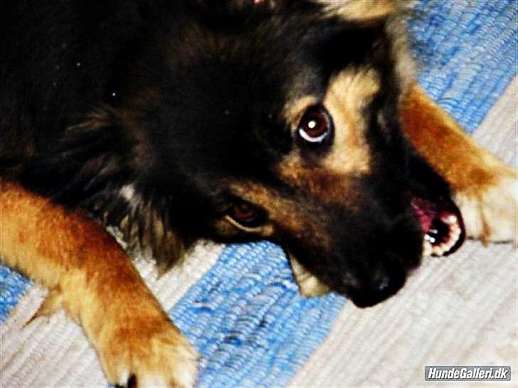 Islandsk fårehund Godrumgaards Skessa - Gnaver i gnaveben :D billede 11