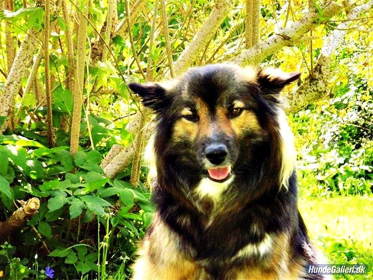 Islandsk fårehund Godrumgaards Skessa billede 12