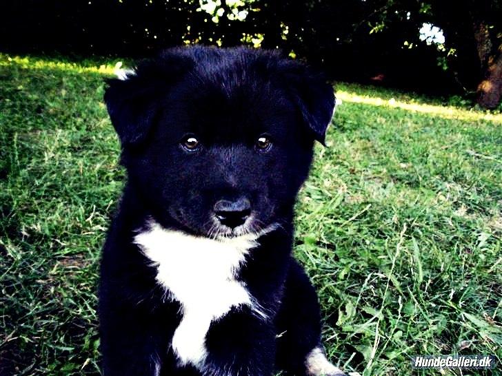 Islandsk fårehund Pil billede 7