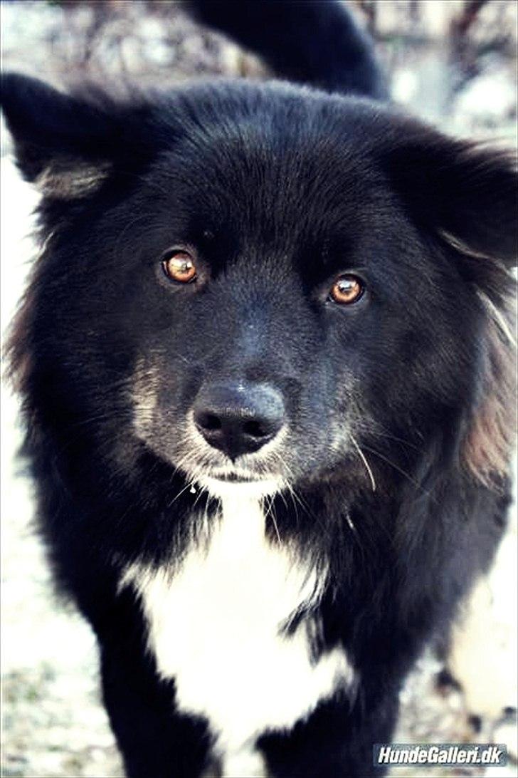 Islandsk fårehund Pil billede 1