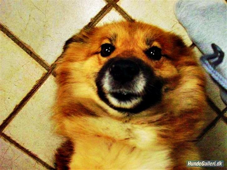 Islandsk fårehund Godrumgaards Hekla billede 8