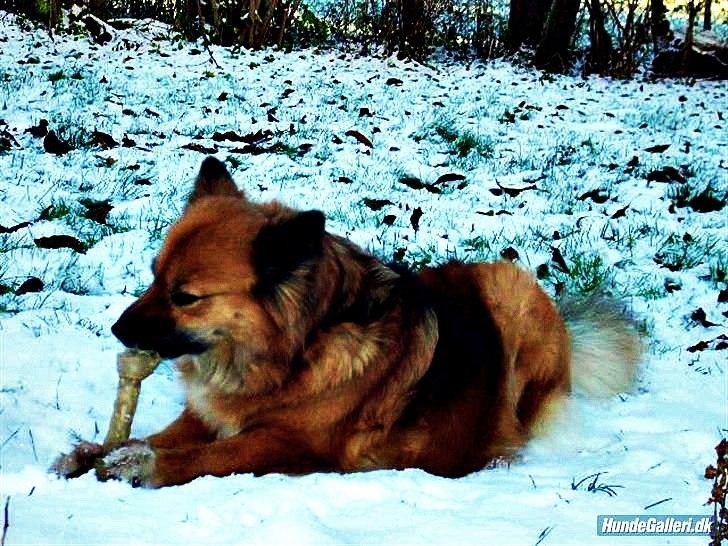 Islandsk fårehund Godrumgaards Hekla billede 9