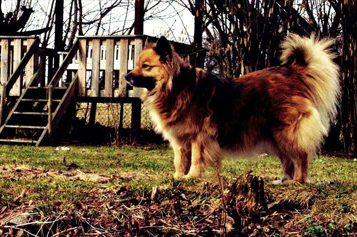 Islandsk fårehund Godrumgaards Hekla billede 10