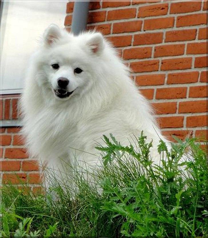 Japansk spids Malthe billede 19