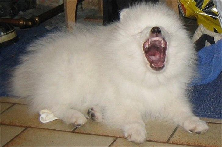 Japansk spids Malthe billede 14