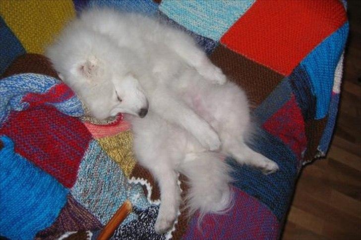 Japansk spids Malthe billede 20