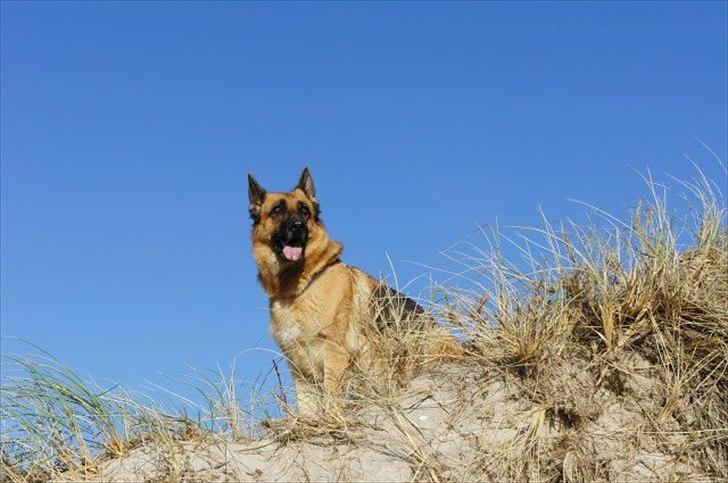 Schæferhund Akacias Indiana (Indi) - Indi 5 år ved nymindegab strand den 15. oktober 2011 billede 16