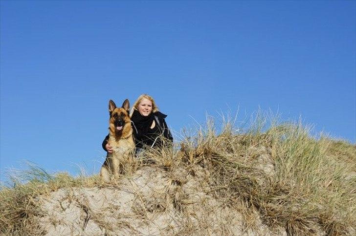 Schæferhund Akacias Indiana (Indi) - Indi 5 år ved nymindegab strand den 15. oktober 2011 billede 17