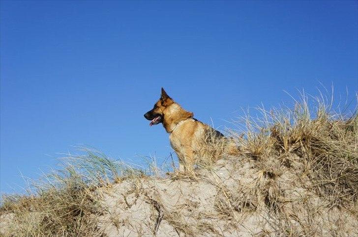Schæferhund Akacias Indiana (Indi) - Indi 5 år ved nymindegab strand den 15. oktober 2011 billede 18