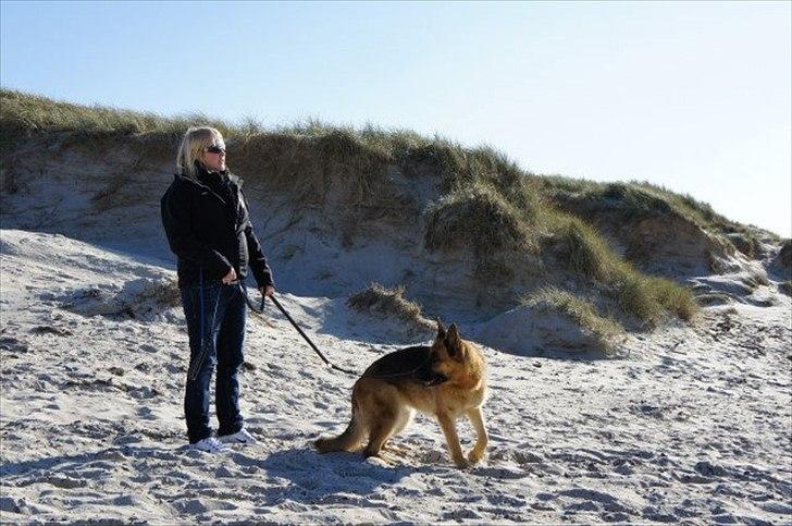 Schæferhund Akacias Indiana (Indi) - Indi 5 år ved nymindegab strand den 15. oktober 2011 billede 19