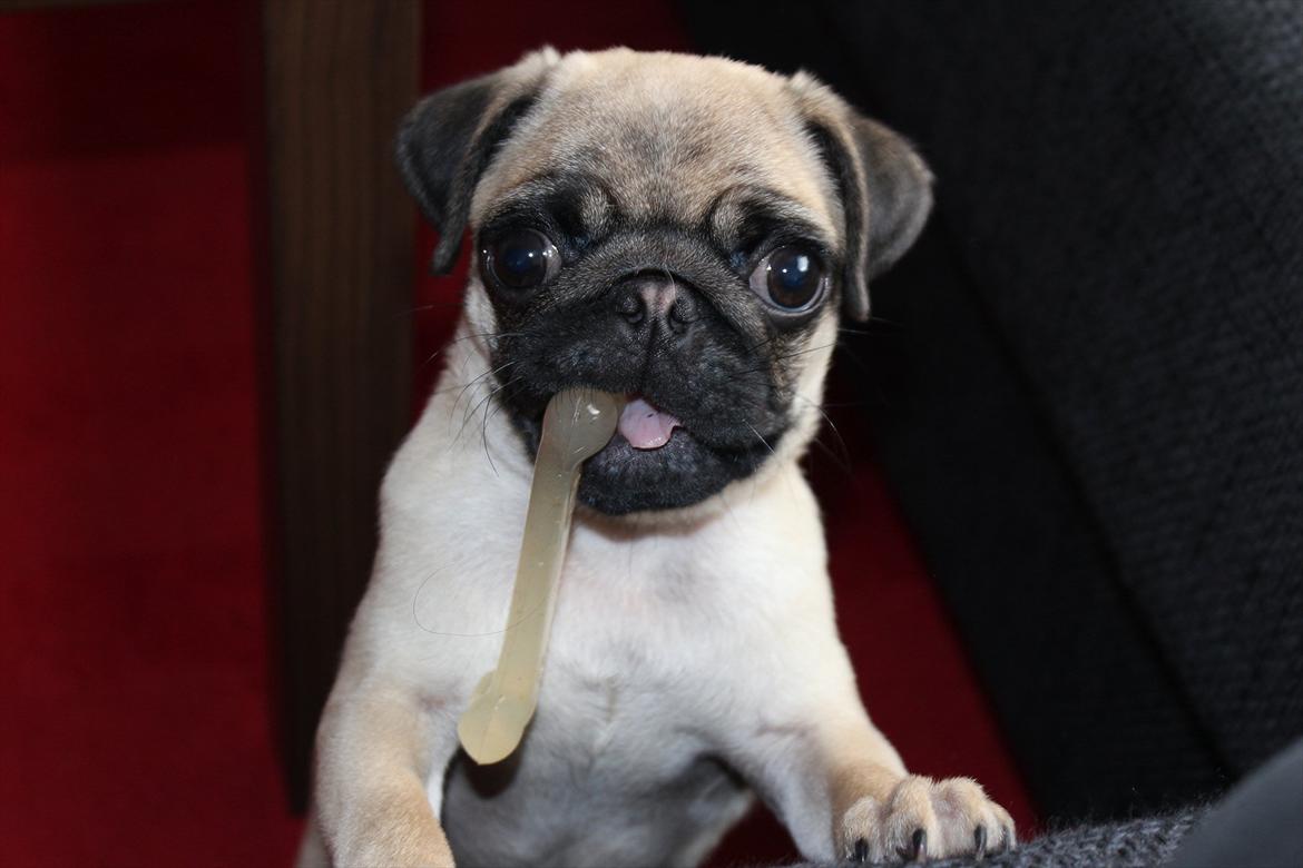 Mops Valther billede 17