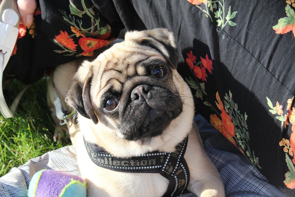 Mops Valther billede 19