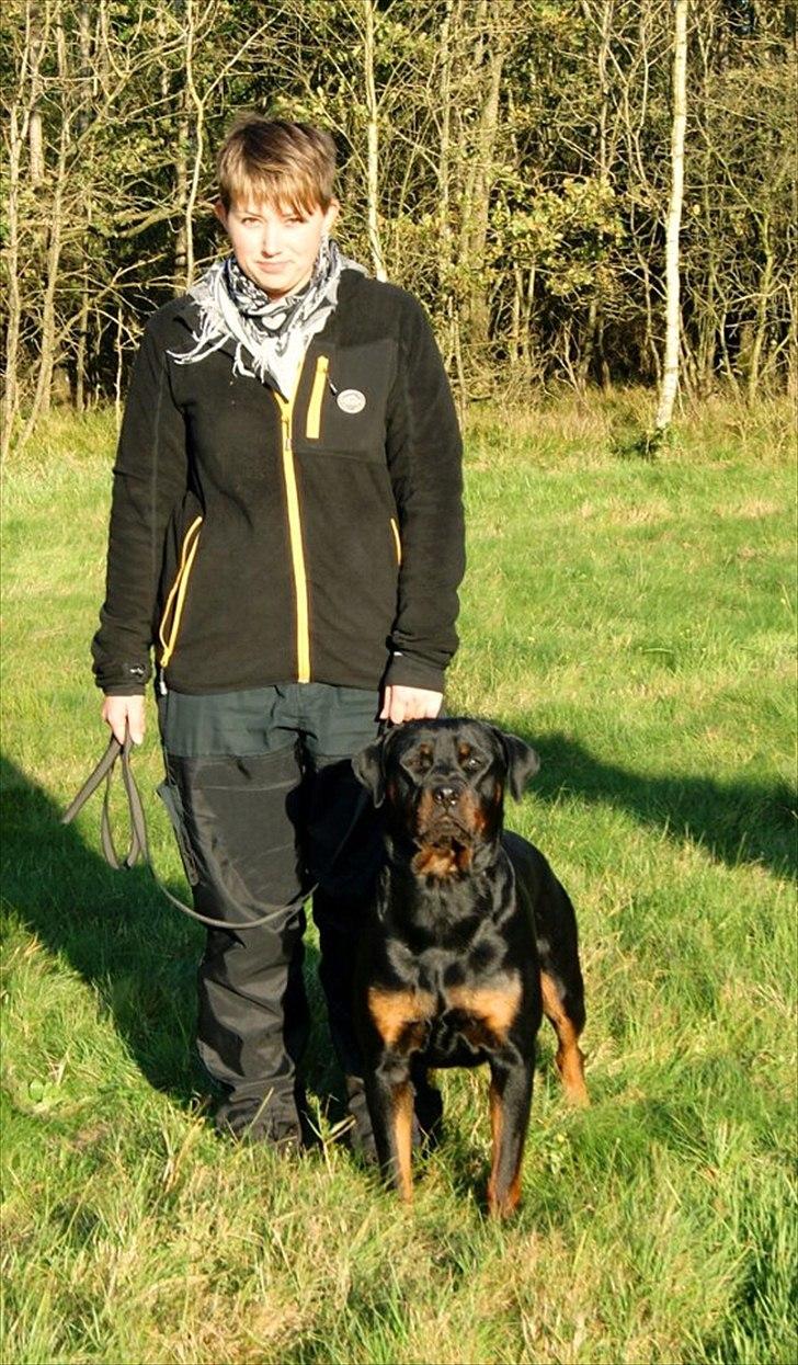 Rottweiler Kakestto's Fibie (05/05-10 - 03/09-14) - Fibie efter kuldfremstilling - 17 mdr billede 3