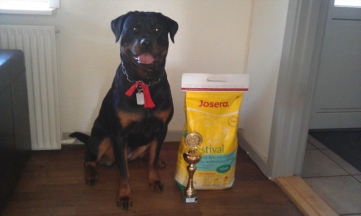 Rottweiler Kakestto's Fibie (05/05-10 - 03/09-14) - Fibie efter udstilling - 17 mdr billede 2
