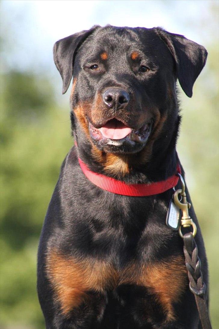 Rottweiler Kakestto's Fibie (05/05-10 - 03/09-14) - Fibie sommeren 2011 - 15mdr billede 1