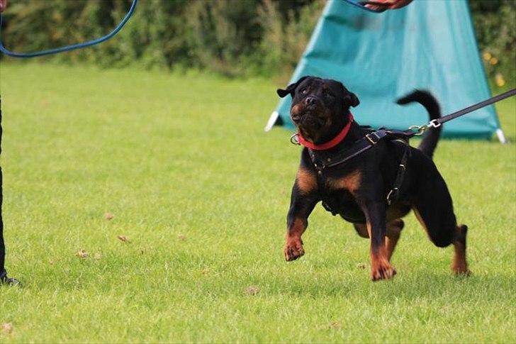 Rottweiler Kakestto's Fibie (05/05-10 - 03/09-14) - Fibie til IPO weekend 2011 - 15mdr billede 4