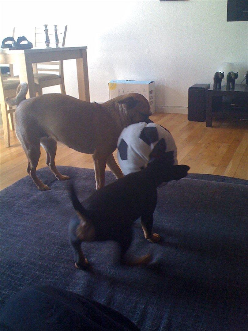 Blanding af racer Cisco - jeg bliver mere og mere modig for hver dag, så må jeg heller se om jeg kan tage bolden fra min "storesøster" idag.. billede 9