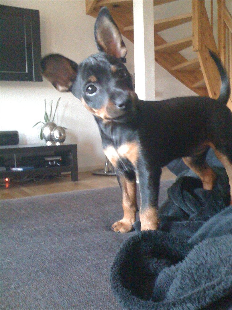 Blanding af racer Cisco billede 10