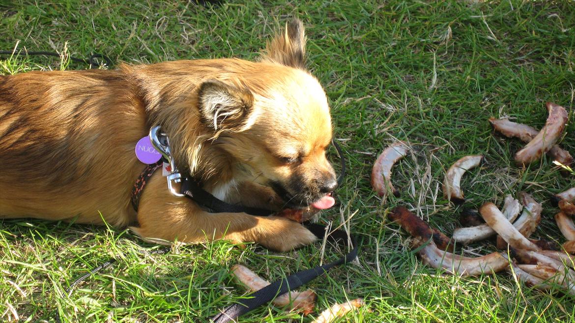 Chihuahua Høier's Nuggi - Uuhmmm sommercamping er det bedste i verden... især når der grilles uuhhh jeg er jo kommet i himmelen he he  august 2011 billede 19