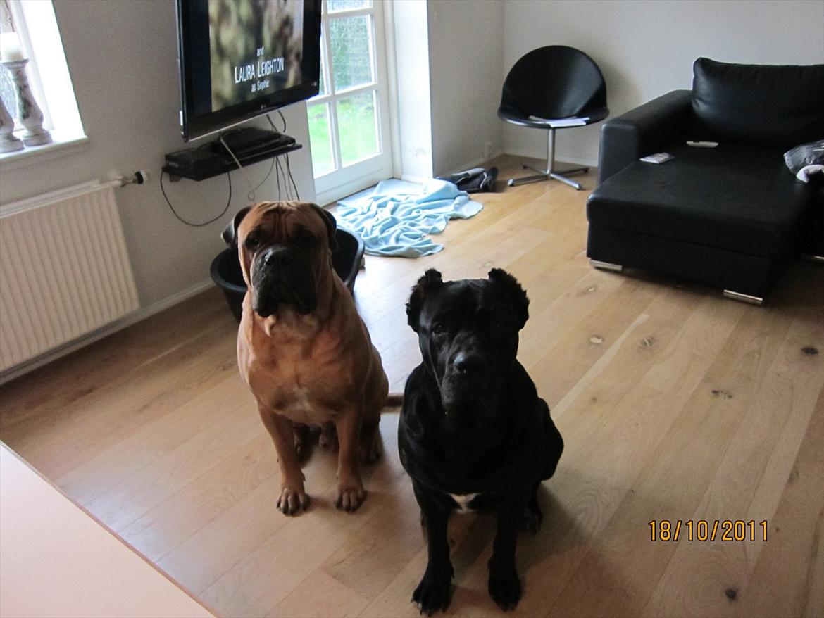 Bullmastiff Basse billede 15