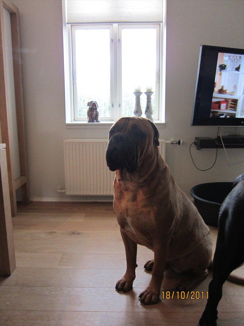 Bullmastiff Basse billede 16