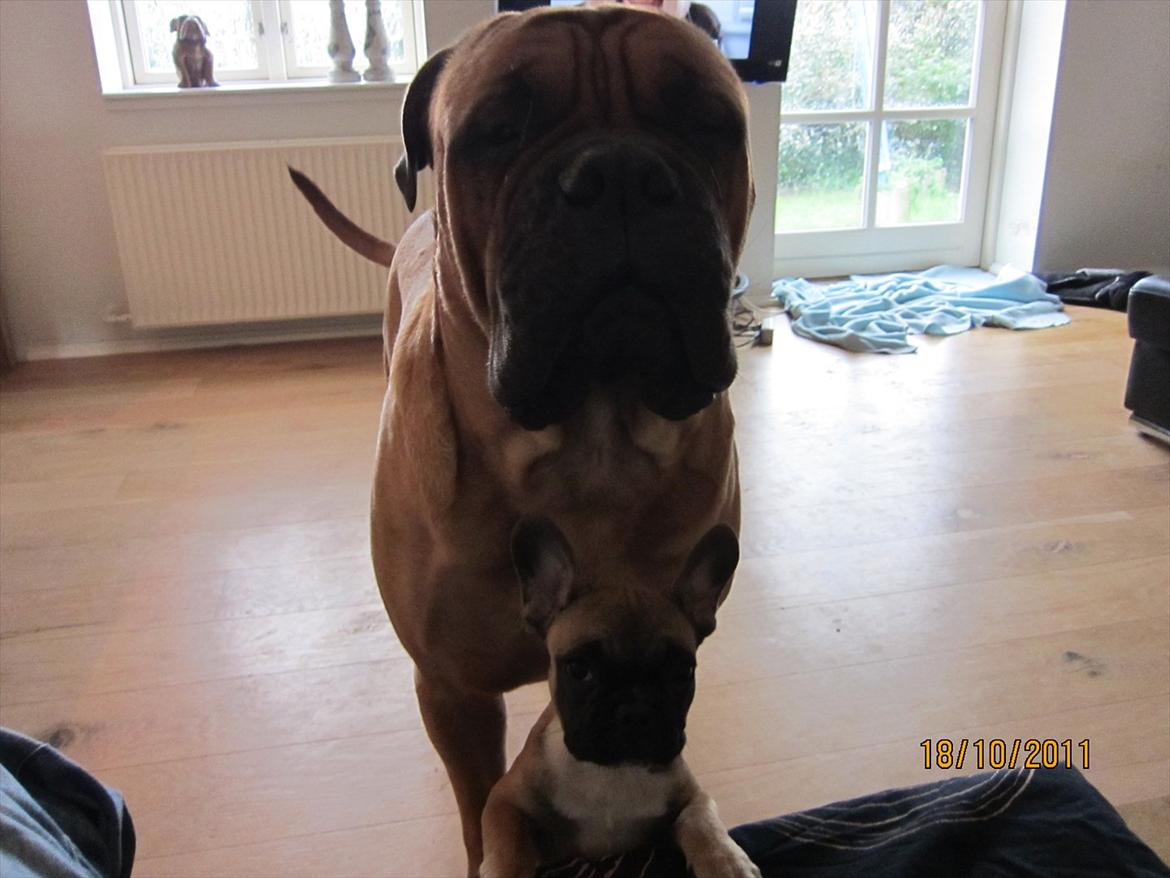 Bullmastiff Basse billede 17