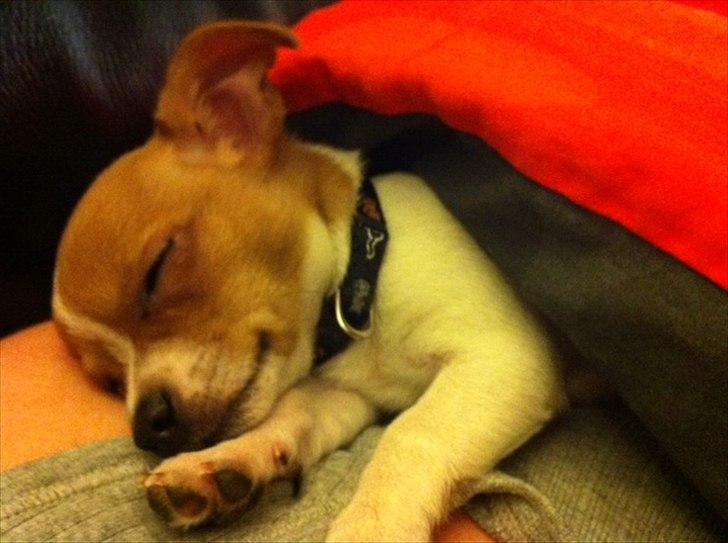 Chihuahua HUGO<3 <3 - dejligt a sove mor.. er såå træt billede 8