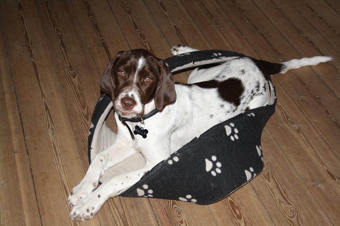 Blanding af racer Sally billede 12