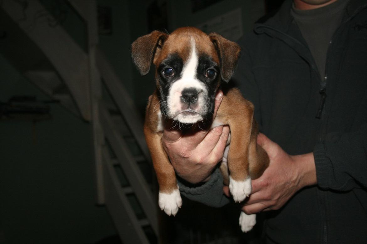 Boxer Mille billede 1