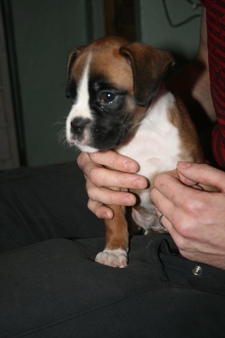 Boxer Mille billede 3