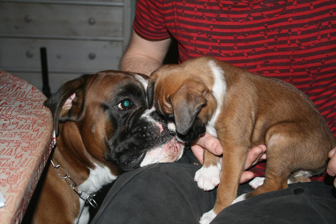 Boxer Mille billede 5