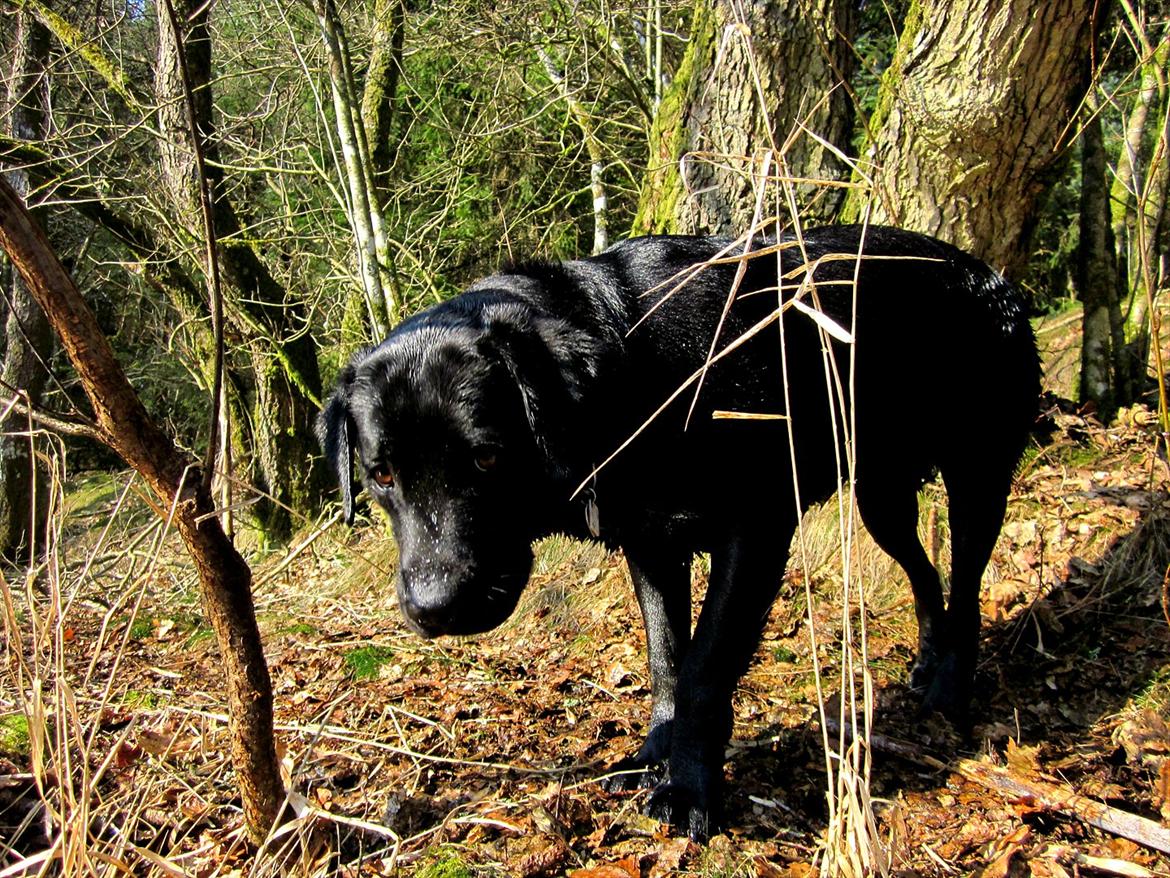 Labrador retriever Luna billede 3