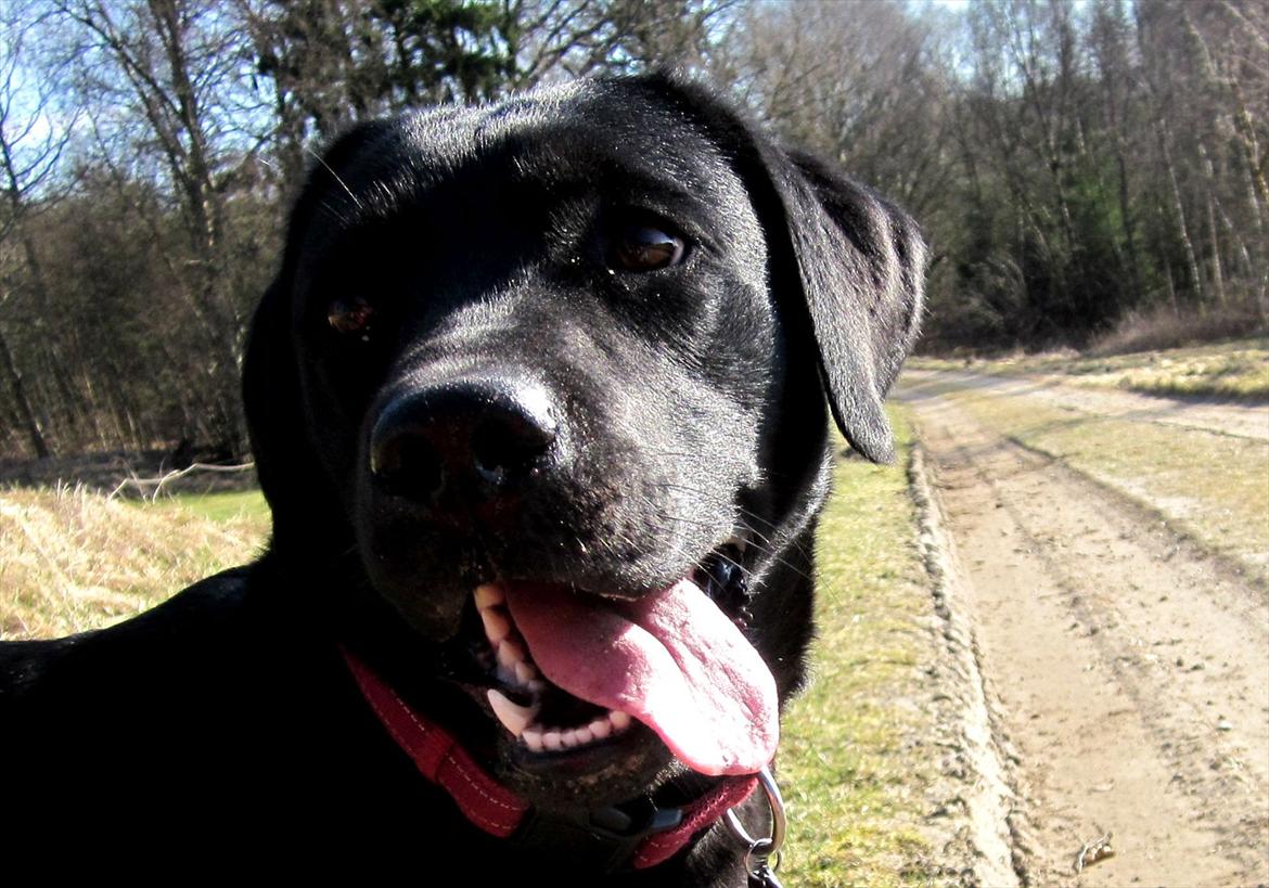 Labrador retriever Luna billede 5