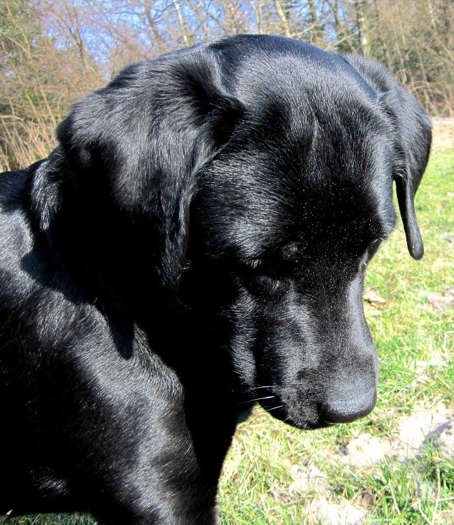 Labrador retriever Luna billede 4