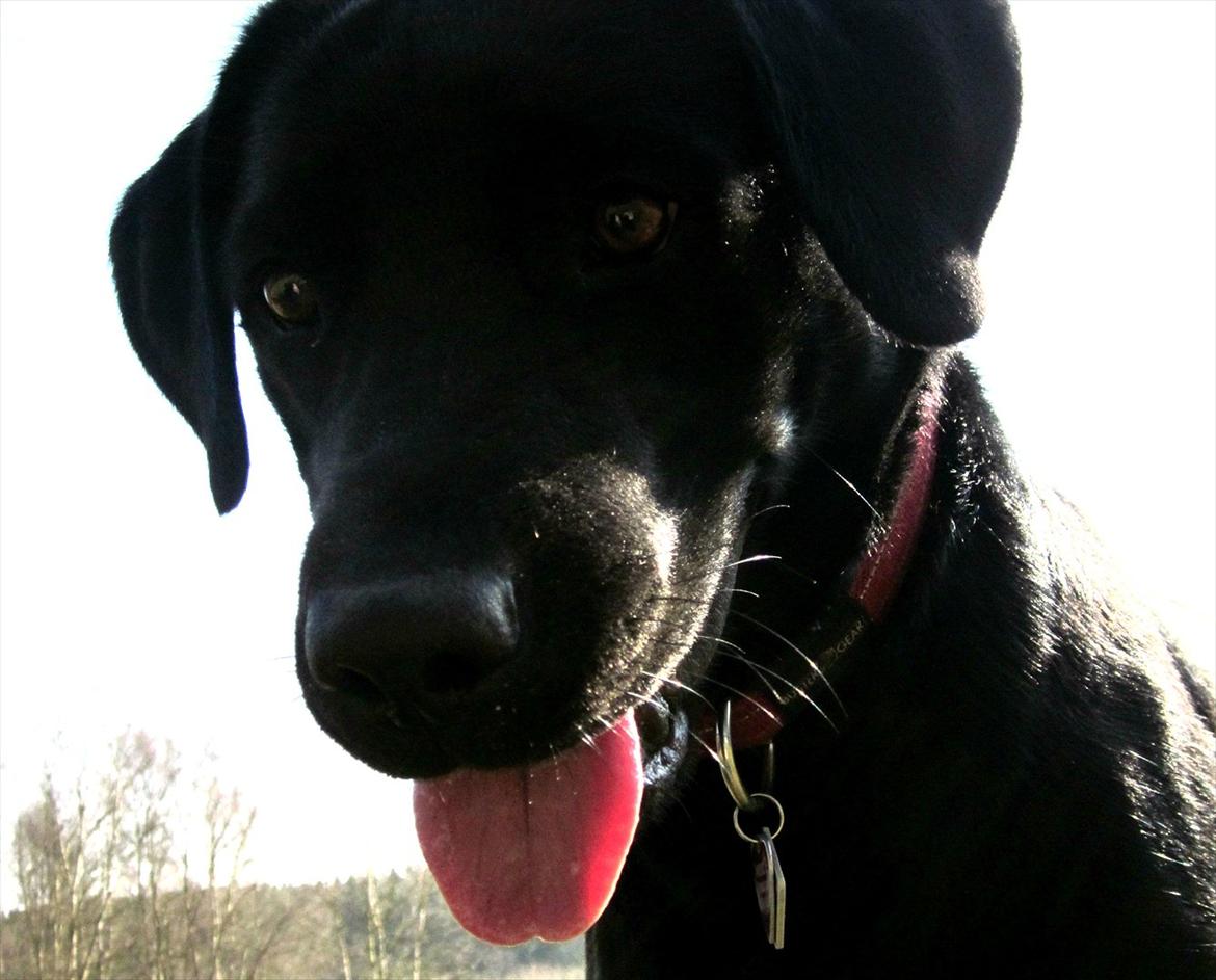 Labrador retriever Luna billede 6