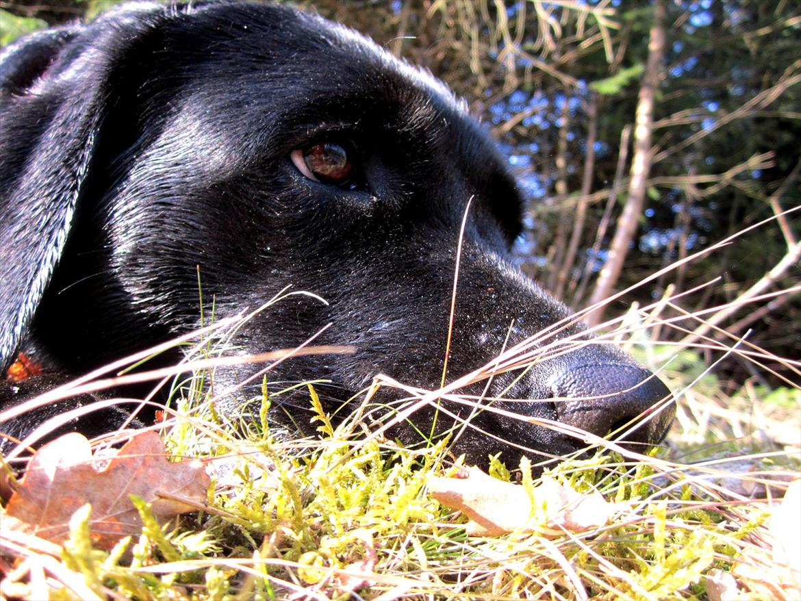 Labrador retriever Luna billede 10