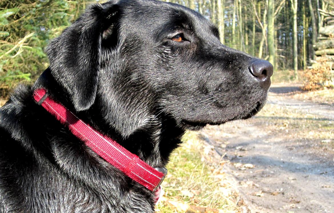 Labrador retriever Luna billede 2