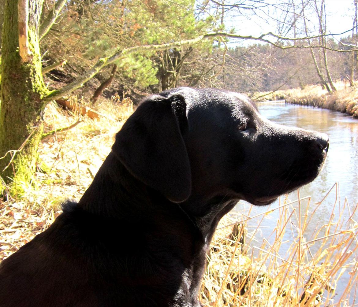 Labrador retriever Luna billede 13