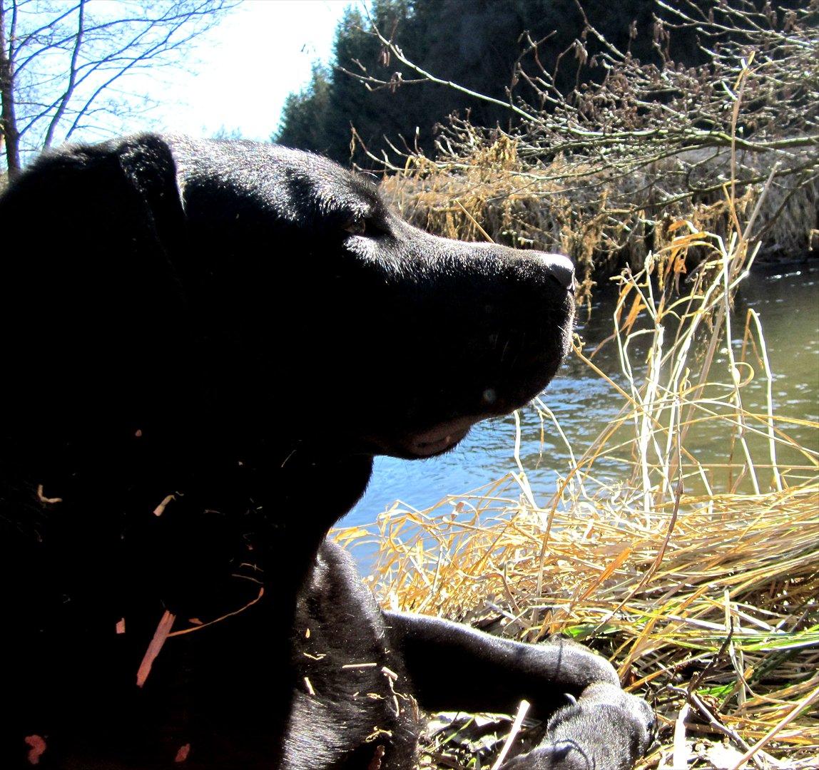 Labrador retriever Luna billede 7